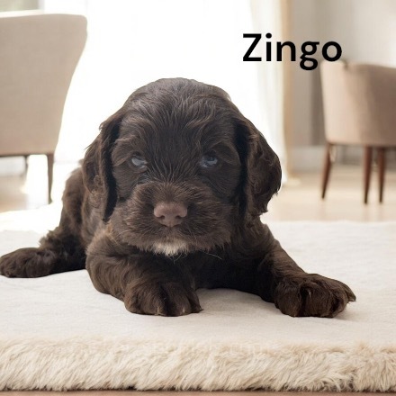 puppy, for, sale, Cocker Spaniel, Joe & Cherri  Overlease, dog, breeder, Miller, MO, dog-breeder, puppy-for-sale, forsale, nearby, find, puppyfind, locator, puppylocator, aca